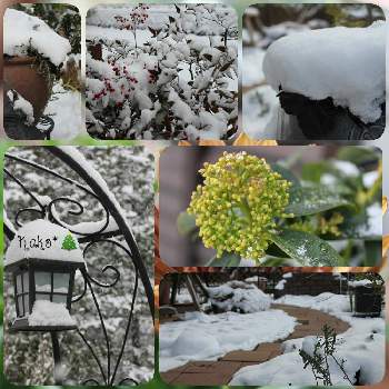 スキミア,スキミア フレグラントクラウド,花と緑のある暮らし,マイガーデン,雪の庭の画像