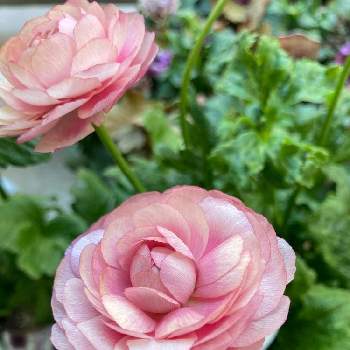 ラナンキュラス ラックス ヘラの投稿画像一覧 Greensnap グリーンスナップ ラナンキュラス ラックス ヘラの投稿画像一覧 Greensnap グリーンスナップ