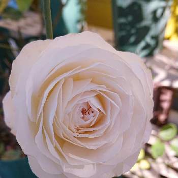 フェアリーキッス ホワイトの画像 by ＹＵＭＩＫＯさん | 小さな庭と私の癒し♡と薔薇愛同盟と花が好き❤と毎日ローズショーとわれら17年組とおうち園芸とお花に癒されてと植中毒と2021 YUMIKO薔薇と花のある暮らしとかわいいな♡といい色♡とフェアリーキッス ホワイト