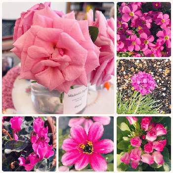 初心者の私の画像 by ALOHAさん | 花いろいろと初心者の私と元気に育ててますよと花のある暮らしとアロハ犬と19日はピンクの日!
