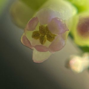 ツルムラサキ,花壇,ガーデニング,山野草,野菜の花の画像