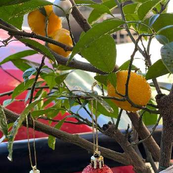 ゆずの木の投稿画像一覧 Greensnap グリーンスナップ