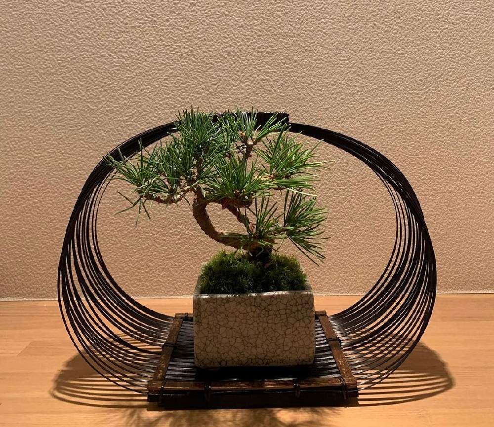 五葉松 Greensnap グリーンスナップ