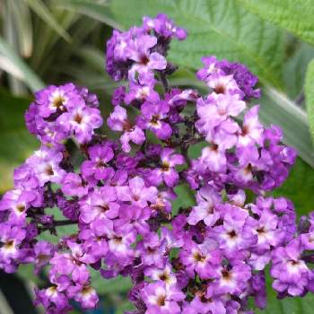 紫の花が好きの画像 by hiroさん | ヘリオトロープの花と医療関係者に感謝と紫の花が好きとJuneの会と今日のお花とコロナに負けるな‼️