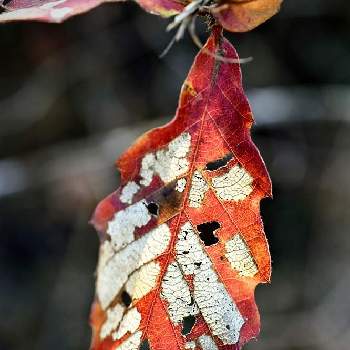 枯葉の画像 by ムラタヌキさん | お出かけ先と黒岩峡と枯葉と山際と樹木と静かな日曜日と山口県と綺麗✨
