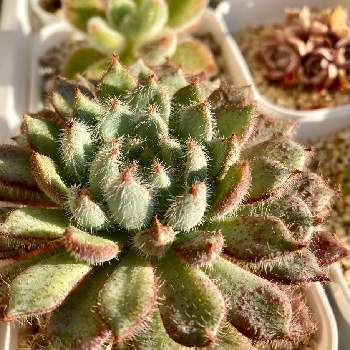 日焼けの投稿画像一覧 Greensnap グリーンスナップ