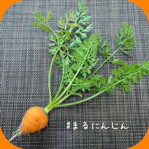 丸人参,プランター野菜,収穫,冬野菜,プチ家庭菜園の画像