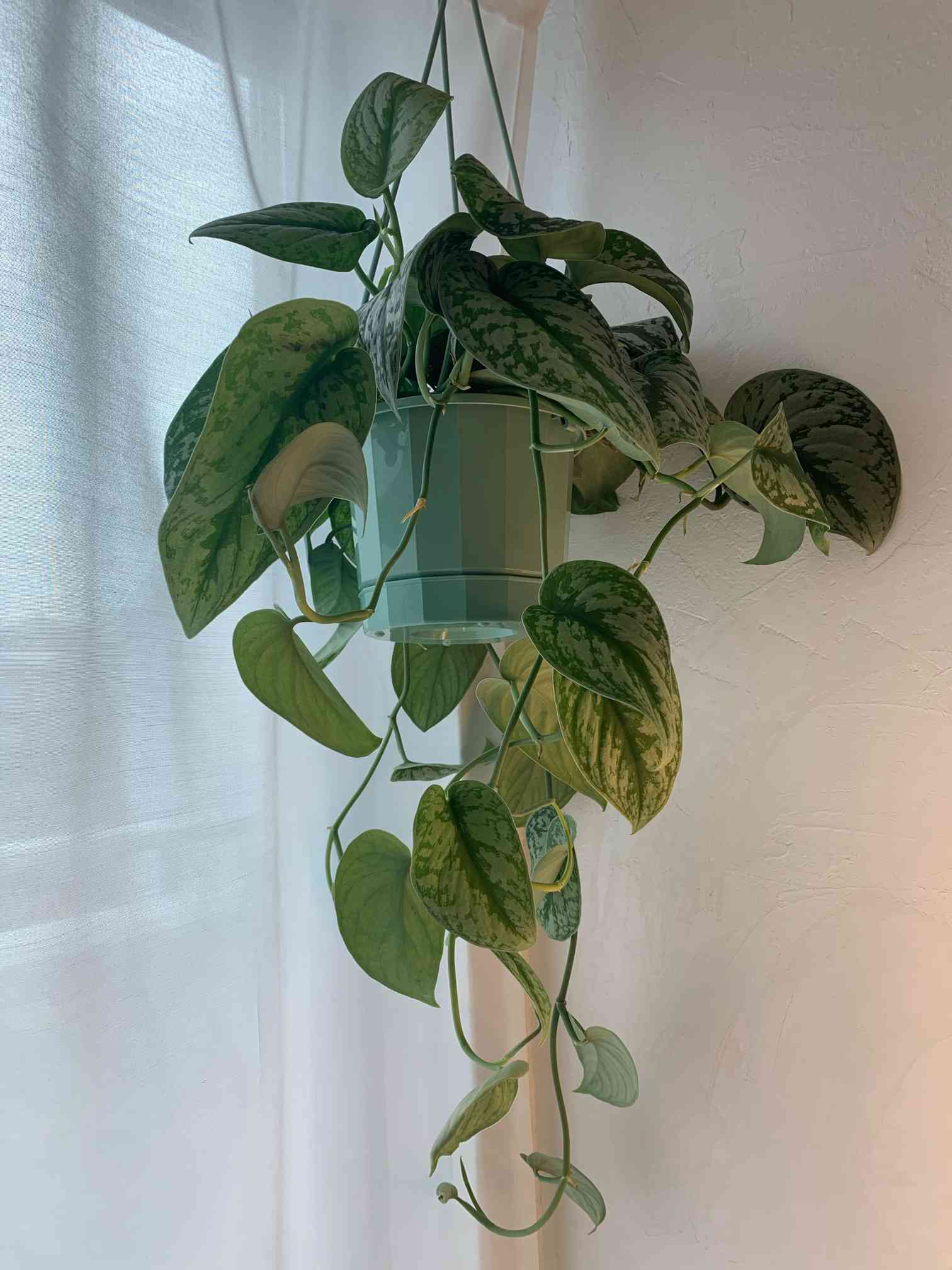 スキンダプサス 寄せ植え