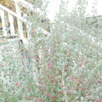 ホワイトソルト ブッシュの画像 by 情熱庭園さん | お出かけ先とホワイトソルト ブッシュと観葉植物とボタニカルライフと葉っぱが綺麗と綺麗な紅葉とオージープランツとシルバーリーフ