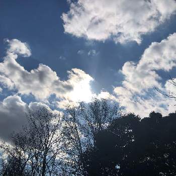 空と木の画像 by まゆぽよさん | ビューティフルサンデーと雲仲間と空と木とお庭からの風景と空と雲と冬のお庭と雑木林。