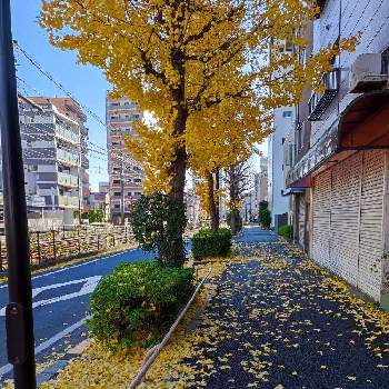 いちょう(銀杏)の画像 by shiba47さん | お出かけ先といちょう(銀杏)と散歩中と東京荒川区