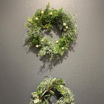 フレッシュリースの画像 by Quenikさん | インテリアとクリスマスとリースとインテリアと植物とおうち園芸とクリスマスリースとフレッシュリース