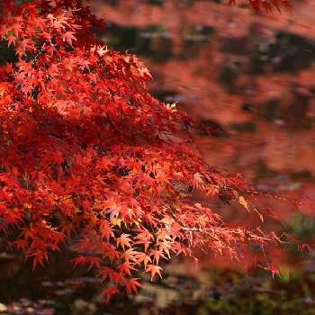 樹木図鑑の投稿画像一覧 Greensnap グリーンスナップ