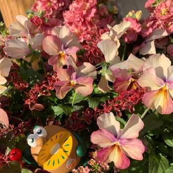 キウイブラザーズの画像 by cloverさん | 小さな庭とコプロスマとスイート  アリッサムと八重咲きストックとチェッカーベリーと植物のある暮らしとキウイブラザーズとビオラ・パンジーと寄せ植えとピンク❤︎ピンクとお花が好き♡とガーデニングと花のある暮らしとチーム愛知と19日はピンクの日!