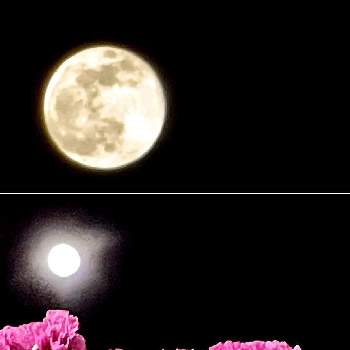 お月様と…の画像 by レモン茶さん | バルコニー/ベランダとスターチスとコールドムーン☽︎とピンク❤︎ピンクと満月♪とコールドムーンとお月様とお月様と…と19日はピンクの日!と夜空☆