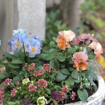 ブルーとパープルのお花♪♪の画像 by はる♪さん | シエルブリエとフリル咲きパンジー シエルブリエとおうち園芸とガーデニングとリーフ好きﻌﻌ♥と花のある暮らしとはるビオラ　2021とブルーとパープルのお花♪♪