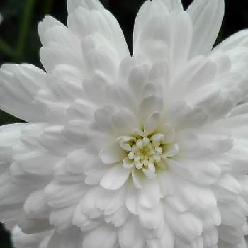 アキレア ノブレッサの投稿画像一覧 Greensnap グリーンスナップ