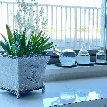 冬咲きの画像 by ＊ KL ＊さん | 窓辺と冬咲きと翡翠色と南アフリカの花とわたしのテーブルプランツと室内管理とプランターガーデン