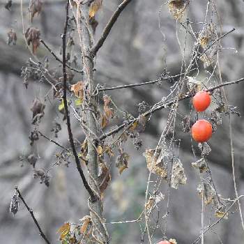 カラスウリの実の画像 by aji810061さん | 雑草好きと散策と12月と自然観察とカラスウリの実