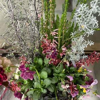 コチア ダイアモンドダストの投稿画像一覧 Greensnap グリーンスナップ