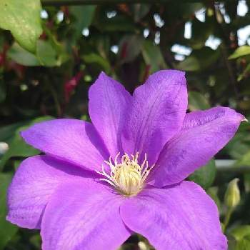 元気いっぱい♡の画像 by シェリーさん | クレマチスと癒してくれてありがとうとゴージャスと素敵な１日と♡今日のお花♡と クレマチスとクレマチス♬とパープル　紫と今日のお花とクレマチス 地植えとクレマチス．としべ好きといつも心に太陽をと紫色のお花と今日の花と母の庭と陽の光を浴びてと今日のお花❀と元気いっぱい♡とクレマチス♡とむらさき色