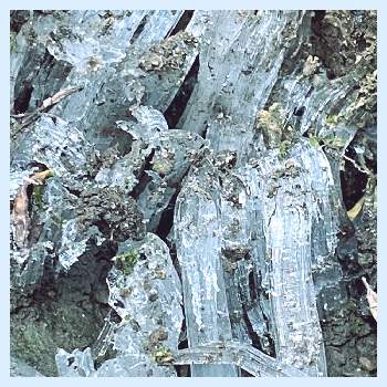霜柱の画像 by ルフィさん | 広い庭と霜柱と我が家と長野県とガーデニングと12月師走と冬景色