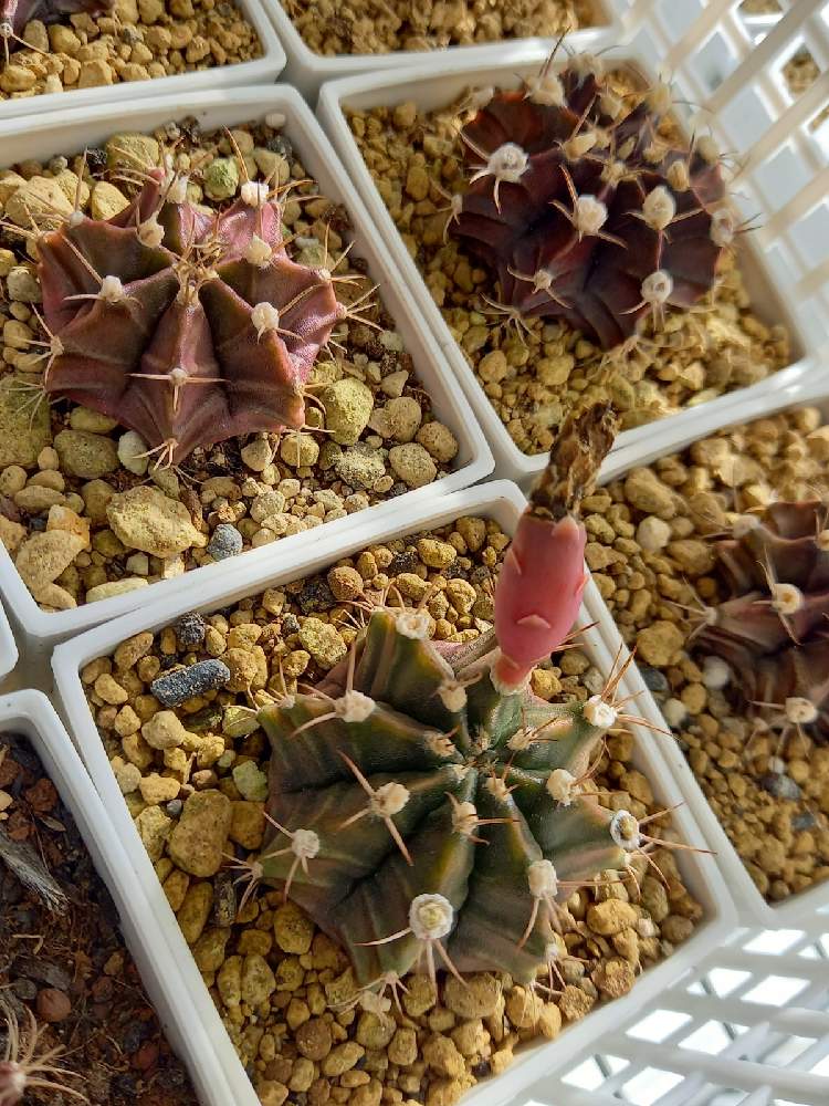 多肉植物 牡丹玉 サボテン Theoriginalhopperpopper Com