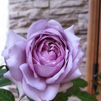 ばら大好きの画像 by Bree Van de Kampさん | 小さな庭とばら バラ 薔薇とおうち園芸とばら大好きと薔薇 コフレと河本ローズとガーデニングと花のある暮らし