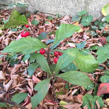 常緑小低木の投稿画像一覧 Greensnap グリーンスナップ