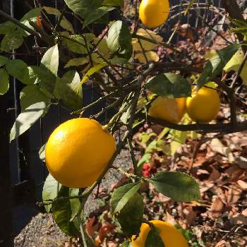 季節の果物の投稿画像一覧 Greensnap グリーンスナップ