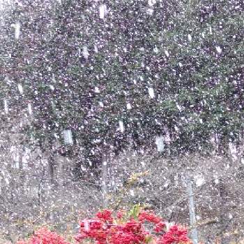 冬の景色の画像 by あななさん | 小さな庭と寒い一日と冬の景色と雪に霞むピラカンサの実と降りしきる雪