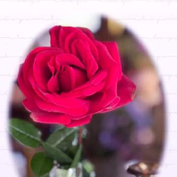 毎日ありがとうの画像 by じゅんさん | キッチンとバラ  ｲﾝｸﾞﾘｯﾄﾊﾞｰｸﾞﾏﾝと花が好き♡♡と薔薇愛同盟と毎日ありがとうとGSミニモニ。と緑のある暮らしとバラと夢CLUBと薔薇が好き❤と花のある暮らしとチーム福岡