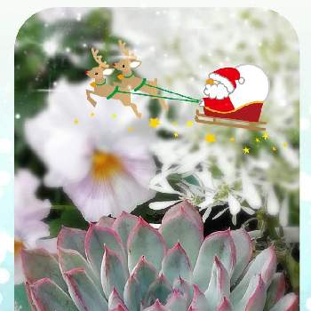 オリオン☆の画像 by ことみさん | 玄関とクリスマス月間とおうち園芸と多肉の紅葉♡とお花のある暮らしとオリオン☆と記録用