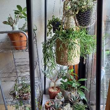 吊るす の投稿画像一覧 Greensnap グリーンスナップ