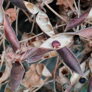 ノアズキ,ノアズキの実,ノアズキの種,つる性植物,マメ科の画像