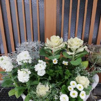 はぼたん♪の画像 by レモン愛花さん | 玄関とストック♪とはぼたん♪と寄せ植えだいすき❤︎とカンシロギク。としろたえぎくとデイジー(ヒナギク)とお花のある暮らしと白い花の寄せ植えとリコリス。とアリッサム♡と白い花