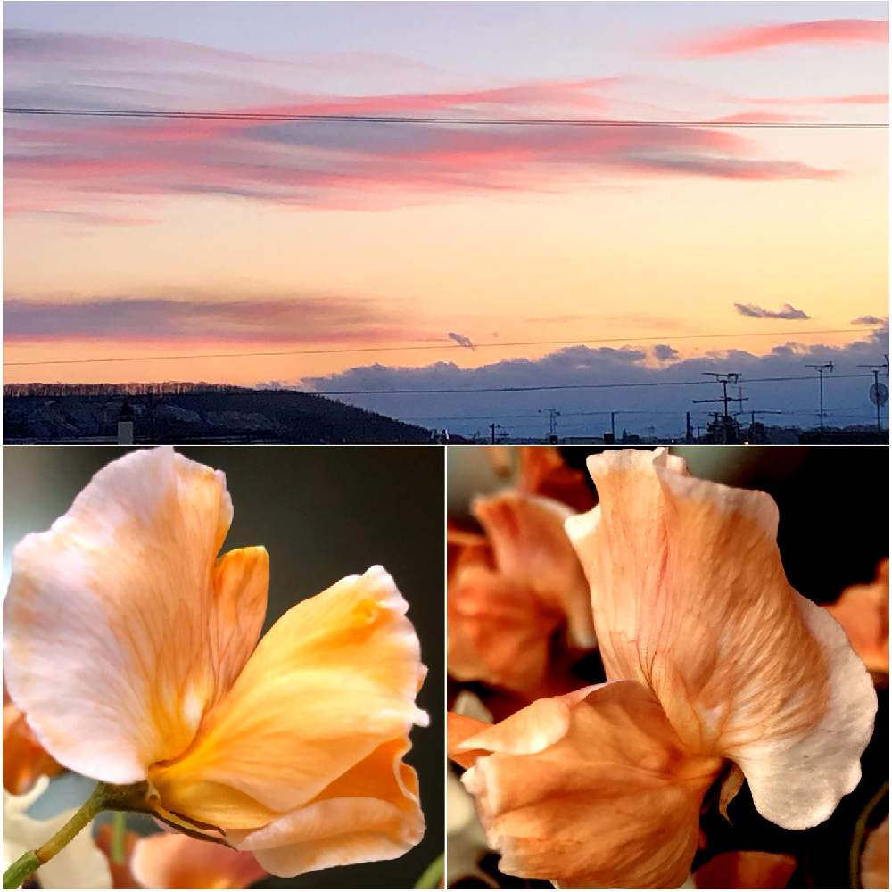 夕焼けの投稿画像 By 花土葉さん オレンジ色の花と癒しとスイートピー とお疲れ様でしたと部屋と夕焼けとオレンジ色の花と癒しとスイートピー とお疲れ様でした 21月12月日 Greensnap グリーンスナップ Greensnap グリーンスナップ