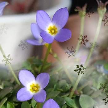 青い花に魅せられての画像 by Momorinさん | バルコニー/ベランダと花マニアと花中毒と植中毒とお花のある暮らしと今日のお花と青い花に魅せられてと花のある暮らしとお花のある生活と植物マニアとヒナソウ☆とお花に囲まれて
