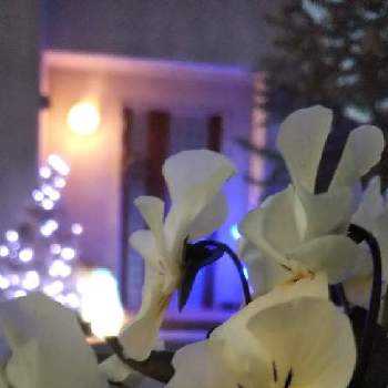 クリスマスイルミネーションの画像 by mimozaさん | 小さな庭とビオラとイルミネーションとクリスマスイルミネーションと「パンジー&ビオラ」コンテストとガーデンイルミネーションとクリスマス