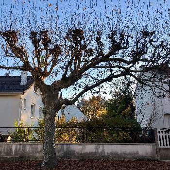 フランスの風景の画像 by きぃじーさん | お出かけ先とプラタナスの木とフランスの風景