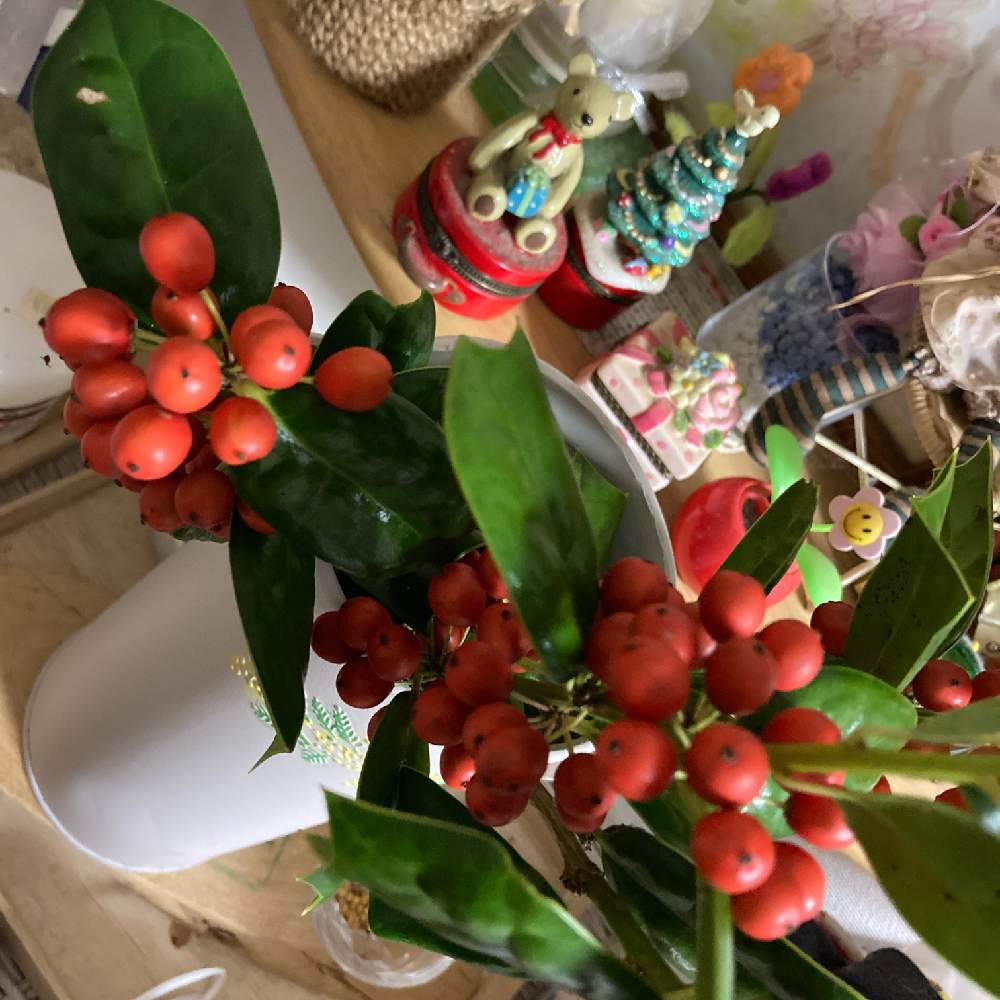 クリスマスホーリーの投稿画像 By あんこさん 西洋ヒイラギと玄関と庭木と自然の癒しと花のある暮らしとクリスマスと雑木ガーデンと庭木と自然の癒しと花 のある暮らしとクリスマスと雑木ガーデン 21月12月日 Greensnap グリーンスナップ Greensnap