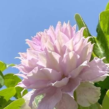 裏庭の花の投稿画像一覧 Greensnap グリーンスナップ