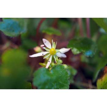 ダイモンジソウ,OM-D E-M1Ⅱ,OLY 17mm F1.2,箱庭に咲く花12月,小さな庭の画像