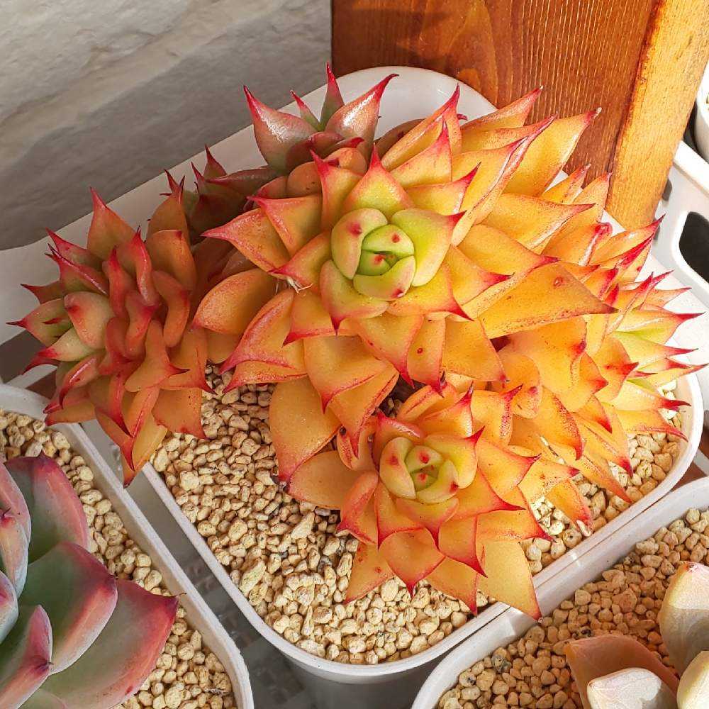 201 赤い星の生長記録 2022.09.10更新｜🍀GreenSnap（グリーンスナップ）