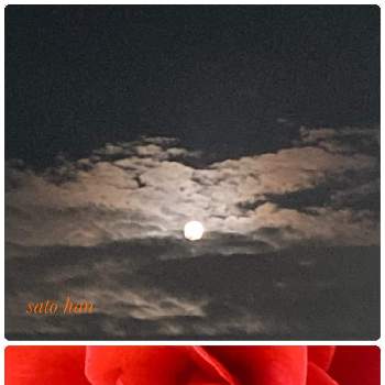 ありのままの画像 by 里はんさん | 椿 つばきとありのままと赤い花と花のある暮らしとスマホで撮影と外出先でと月の女神…