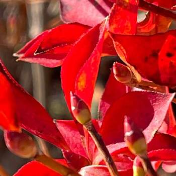 ニシキギ科の画像 by まあみさん | お出かけ先とニシキギとお散歩の途中と紅葉（こうよう）と美しいとニシキギ科と可愛いと真っ赤な火曜日と花公園