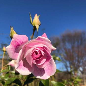 ピンクアイスバーグの投稿画像一覧 Greensnap グリーンスナップ