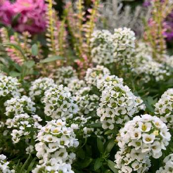 スイートアリッサム 白の画像 by shiiさん | 小さな庭と癒される♡とありがとう♡と寄せ植えとマイガーデンと今日のお花とスイートアリッサム 白と白いお花とアリッサム♡とかわいいな♡