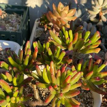 宇宙の木の投稿画像一覧 Greensnap グリーンスナップ