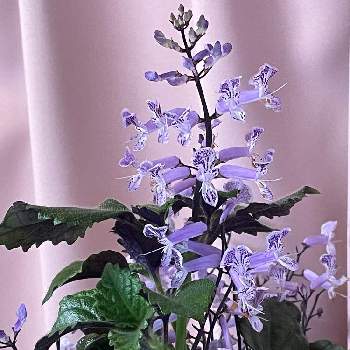 シソ科♡の画像 by ユーリさん | 和室とプレクトランサス・モナラベンダーと植物のある暮らしと花と緑のある暮らしと落ち着いた雰囲気とシソ科♡と植物が好き♡と花に惹かれて癒されると紫色のお花と花に癒される日々